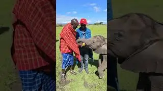 Feeding the adorable elephant calf