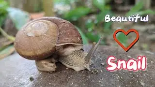 Slow and Stunning! Beautiful Garden Snail in Action 🐌🍃