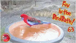 Fun in the Birdbath 63 - Ice Skating Birds!