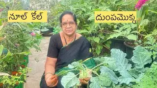 నూల్&zwnj;కోల్&zwnj; పెంచెవిదానం# Radha Krishna Brundhavanam 