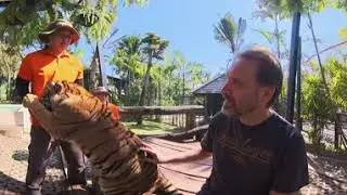 360 video - 7 month old tiger 