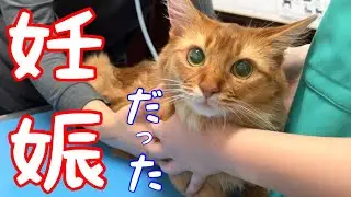 【乳癌疑い】病院行ったら妊娠してた❗️【ソマリ】
