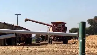 Harvest Season of Corn Davis California