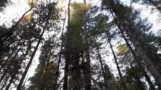🌲 собрали шишечек 🌲