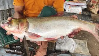 Silver Carp Fish Cutting Skills is amazing.