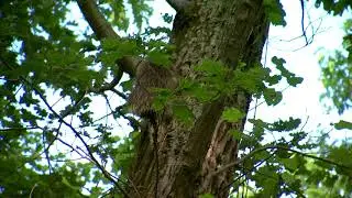 Porcupine Climbing a tree at Mohonk Preserve