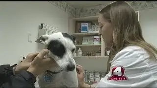 Deadly dog virus on the rise in SWFL