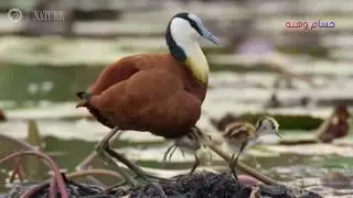 BIO661: MATING SYSTEM AND PARENTAL CARE