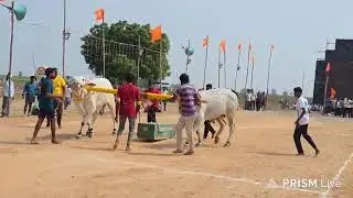 నాదెండ్ల ఎడ్ల పందాలు 4 పళ్ళు విభాగంలో 3వ జత