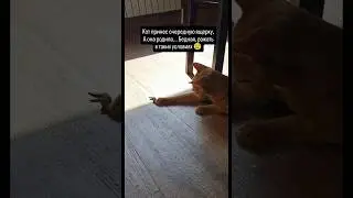 Котик принял роды🐈😁