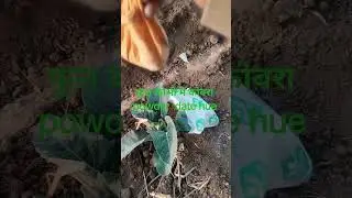 फूल कोभी में कीटनू भगाने ke liye कोबरा powder date hue desi अंदाज में #farming #viral #viralvideo