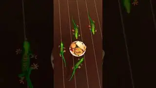 Lizard for cats to watch - 3D game for cats | CATCH THE LIZARD #cat #catgames #cats#viral  #Lizard