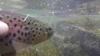 Fly Fishing Trout on Small Creek - Albany NY, May 1st, 2017