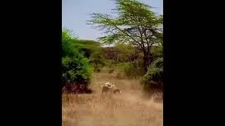 #elleafricasafari #elleafricasafaris #safari #gamedrive #wildlife #africanwildlife #lions #lion #zeb