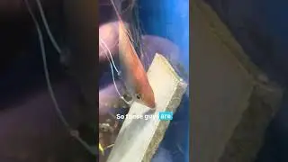 They are at it again #fishkeepinghobby #fish #angelfish #angelfishbreeding #fishbreeding #angel