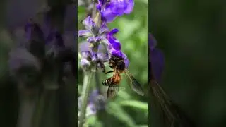 Bee Behavior in Macro 🐝 #shorts #closeup #macro