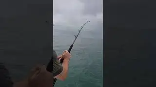 Rooster Fish? King Fish? YellowFin Tuna!!! wow.