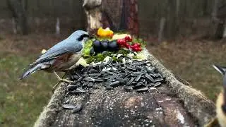 Birds competing for seeds at the feeder
