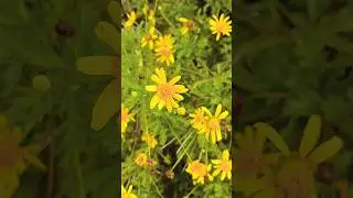 Flowers Euryops pectinatus, commonly called the African Bush Daisy or Golden Daisy Bush 🌼🌺