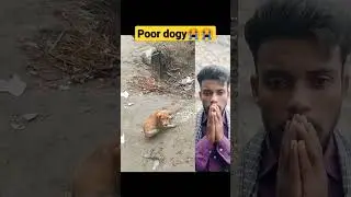 Poor dogy | Love is gone | New tiktok video | New reaction video#shorts #tiktok #viral