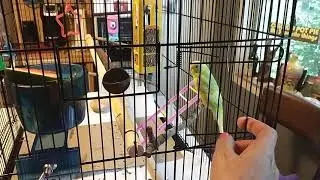Finch Habitat Parakeet cage review
