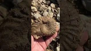 Cretaceous Period Ammonite Fossil found in North Texas creek #fossilhunting