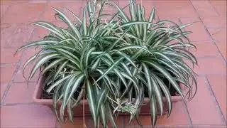 PLANTAS EM VASOS - CLOROFITO