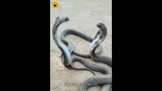 Cutest Tik Tok Videos Compilation Latest Best Musically India 2021 / #TikTokStar #BestMusically 1