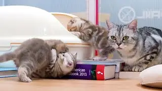 мама кошка ругала ребенка кошки.