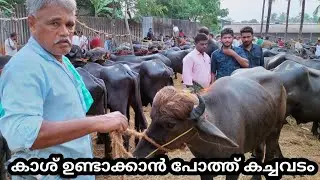 പെട്ടെന്ന് കാശ് ഉണ്ടാക്കാൻ പോത്ത് കച്ചവടം | Chattipparamba chantha | buffalo business/ beef business