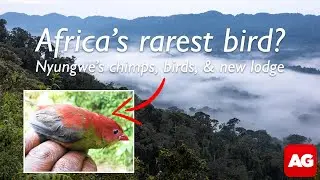 Searching for Africa&rsquo;s rarest bird in Nyungwe Forest