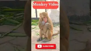 🙈💥 Monkey Video  🐒💯#memes #viral #videoviral #ytshorts #funny #trending