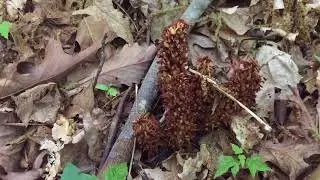 Bear corn
