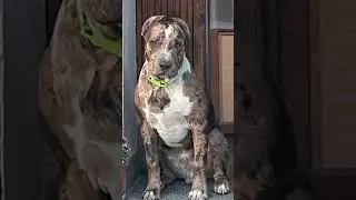 Spike❤️🐶 #dog #spike #foryou #pitbull #merle  #fypシ #fyp #shorts #short #shortvideo #baby
