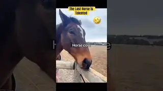 GOOFY HORSES BEING TOTAL CLOWNS🤣🐎  #shorts #trending  #foryou #shortsfeed #equestrian #viral #fun