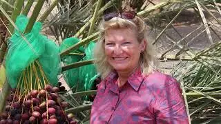 Date Seed