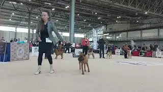 WORLD DOG SHOW 2021 - SHAR PEI - JUNIOR FEMALES
