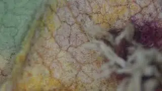 Hygroscopic Morphological Change of Gymnosporangium yamadae