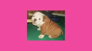 Meet these charming AKC Registered English Bulldog puppies!