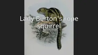 Lady Burton's rope squirrel