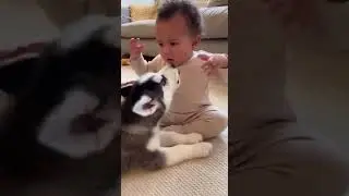 When you're raised by a Husky 🐺👶