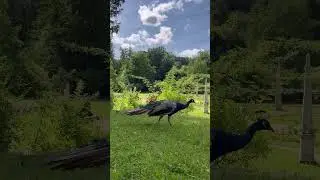 Beautiful peacock in the background of a beautiful park  #shortsyoutube #bird
