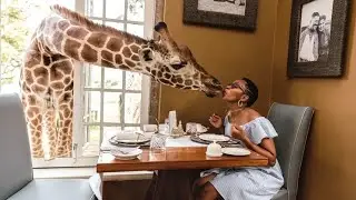 Giraffe Manor in Nairobi, Kenya: The BEST Hotel in Africa!