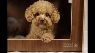 Hundehaus ONLY4pets New York