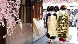 Geisha Walk in Gion Shirakawa of Kyoto | Sakura | 春の京都、祇園白川・巽橋の桜と外国人観光客と舞妓さん、海外の反応