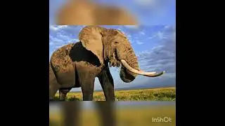 elephant..........photos