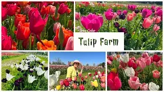 🌷🌷True Color | Tulip Farm | Spring #tulipfarm #tulips #arkansas #spring