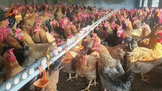 5 way make money with raising of Chickens - Poultry Farm