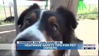 Heatwave safety tips for pet owners