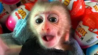 Monkey Baby RogSva Sleep ASMR Opening Kinder Joy Chocolate, Lollipops Candie surprise eggs